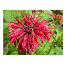 Monarde Tarjetas Postales