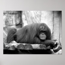monkey1 posters