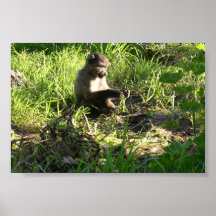 Mono del bebé poster