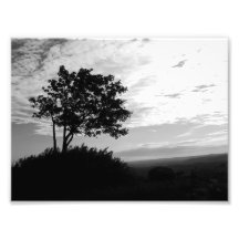 Monocromo de la silueta del árbol fotografías  
