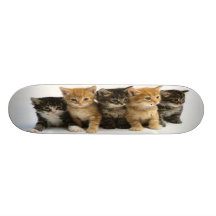 Monopatín de los gatitos de la familia