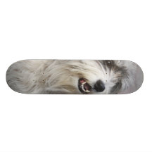 Monopatín del perro