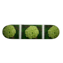 Monopatín verde del Hydrangea