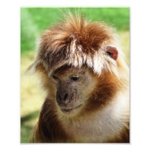 MONOS FOTOGRAFIAS