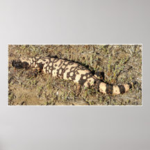 monstruo del Gila Posters