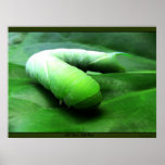 Monstruo verde del jardín - poster/impresión