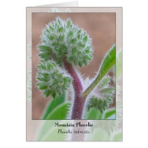 Montaña Phacelia - Notecard nativo Tarjetas