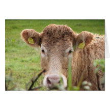 MOO TARJETAS