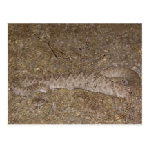 Mordedura de la serpiente de cascabel de Patti Jar Tarjeta Postal