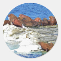 Morsa en el hielo marino de Bering Etiqueta Redonda