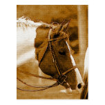 Mosaicos del caballo de Sephia Tarjeta Postal