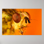 Mosca de estiércol impresiones