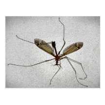 Mosca de grúa postales