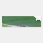 Mosca de la casa en una hoja del plátano etiqueta de parachoque