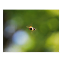 Mosca de la libración postales