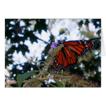 mosca de la mariposa ausente felicitacion 