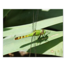 Mosca del dragón impresión fotográfica 10 x 8