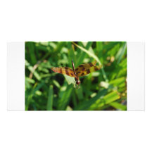 Mosca del dragón tarjeta con foto personalizada
