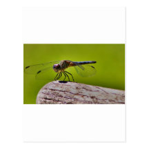mosca del dragón tarjetas postales