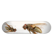 Mosca Patín