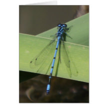mosca tarjetas