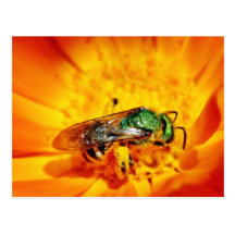 Mosca verde tarjetas postales