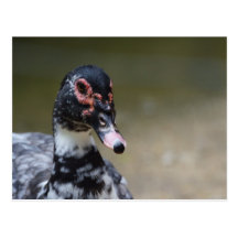 Moschata del Cairina Postal