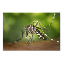 Mosquito del tigre foto