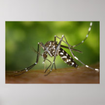 Mosquito del tigre posters