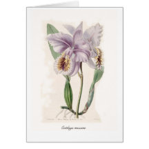 Mossiae de Cattleya Felicitacion