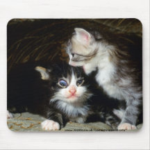 Mousepad - coon de Maine Tapete De Ratones