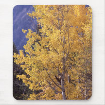 Mousepad del árbol del álamo temblón de la caída tapete de ratones