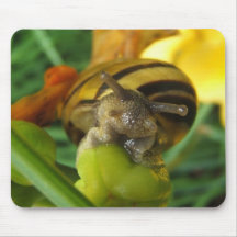 Mousepad del ~ del caracol 186 tapete de raton