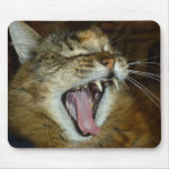 Mousepad del gato de coon de Maine 2 Tapete De Ratón