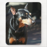 Mousepad del Pinscher miniatura Alfombrillas De Ratón