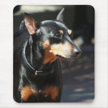 Mousepad del Pinscher miniatura Alfombrillas De Ratón