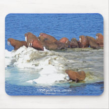 Mousepad/morsa en el hielo marino de Bering Alfombrilla De Ratón