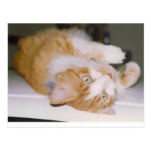 mrfuzz postales
