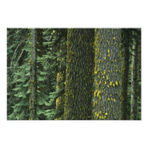 Mt. Ashland, bosque del Estado del río del granuja Impresión Fotográfica