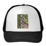 Muchas tortugas gorro de camionero
