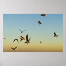 Multitud de gaviotas impresiones