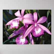 Multitud púrpura de orquídeas posters