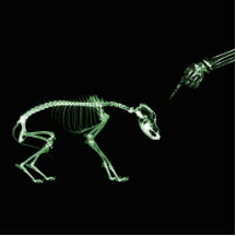 Mún esqueleto de la radiografía del perro en verde escultura fotográfica