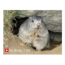 Murmeltier, Schweiz / Marmot, Switzerland Postkarte