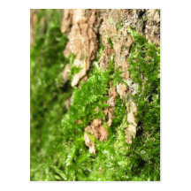 Musgo en la corteza de árbol tarjetas postales