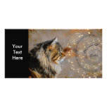 Música y tarjeta de la foto de los gatos tarjetas fotográficas 
