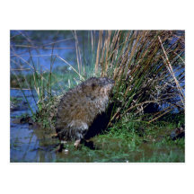 Muskrat que se levanta en las piernas traseras en  tarjeta postal