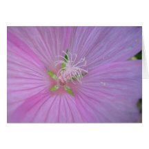 Musquée de color de malva felicitacion 