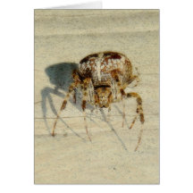 , Muy, araña asustadiza, melenuda grande Tarjetón