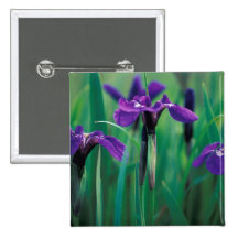 NA, los E.E.U.U., Alaska, isla del caballero, iris Pin